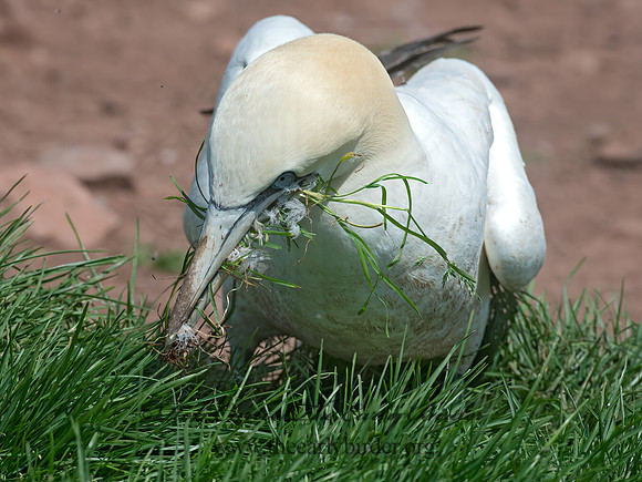 Morus bassanus  NORTHERN GANNET 9034962z