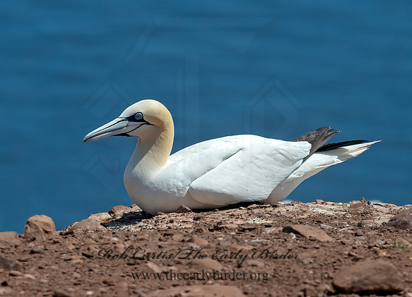 Morus bassanus  NORTHERN GANNET 9034986z