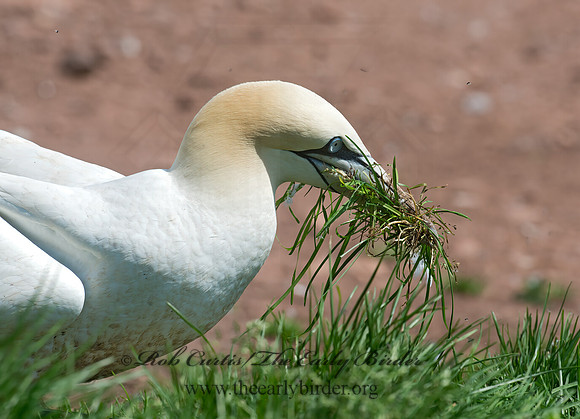 Morus bassanus  NORTHERN GANNET 9034971z