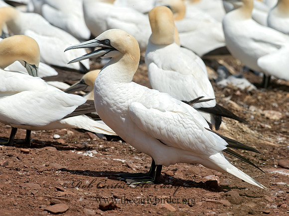 Morus bassanus  NORTHERN GANNET 9034984z