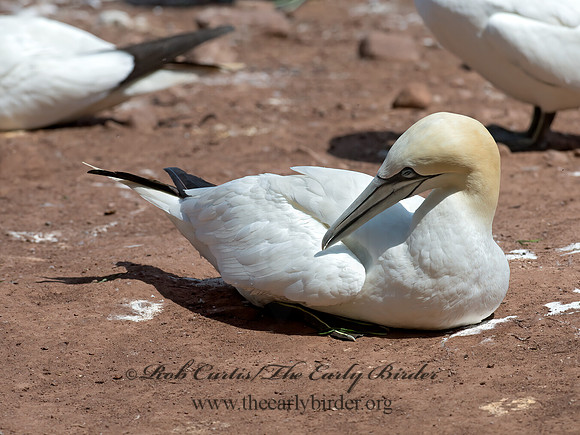Morus bassanus  NORTHERN GANNET 9035015z