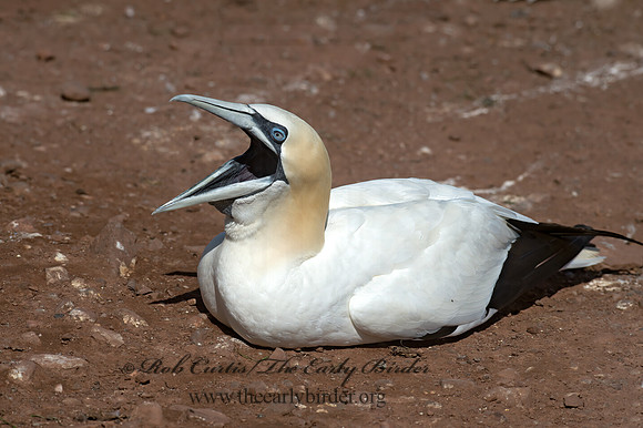 Morus bassanus  NORTHERN GANNET 9035210z