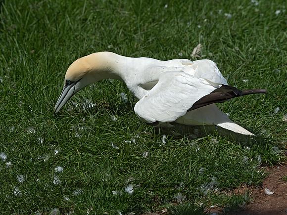 Morus bassanus  NORTHERN GANNET 9035044z