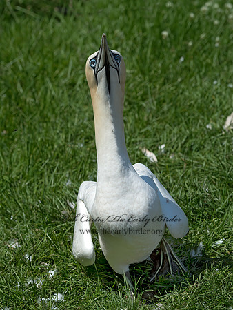 Morus bassanus  NORTHERN GANNET 9035046z