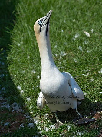 Morus bassanus  NORTHERN GANNET 9035049z