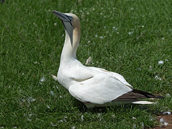 Morus bassanus  NORTHERN GANNET 9035045z