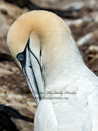Morus bassanus  NORTHERN GANNET 9035113z