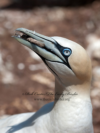 Morus bassanus  NORTHERN GANNET 8034741z