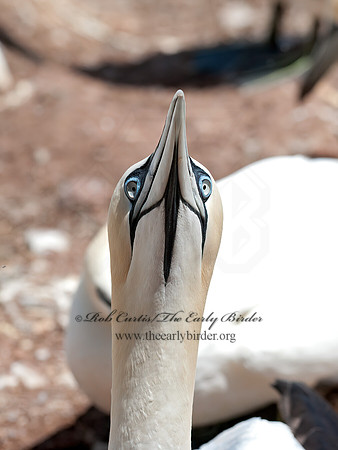 Morus bassanus  NORTHERN GANNET 8034760z