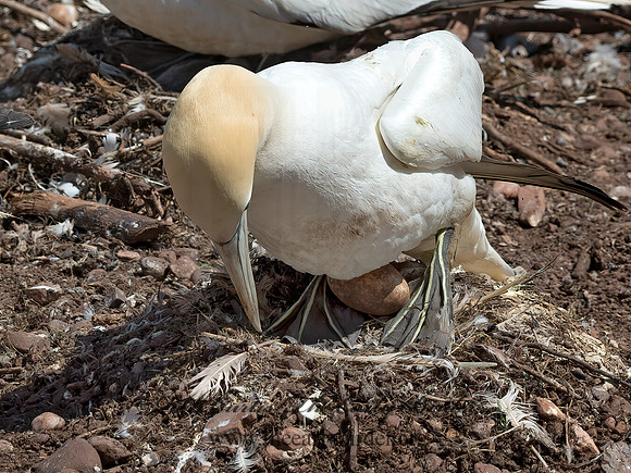 Morus bassanus  NORTHERN GANNET 9035120z