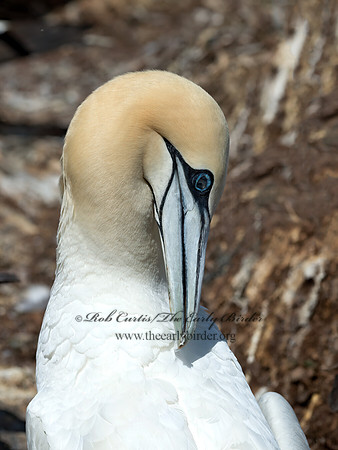 Morus bassanus  NORTHERN GANNET 9035114z