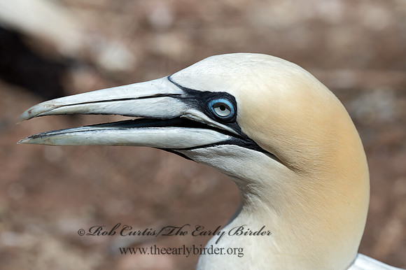 Morus bassanus  NORTHERN GANNET 9035144z