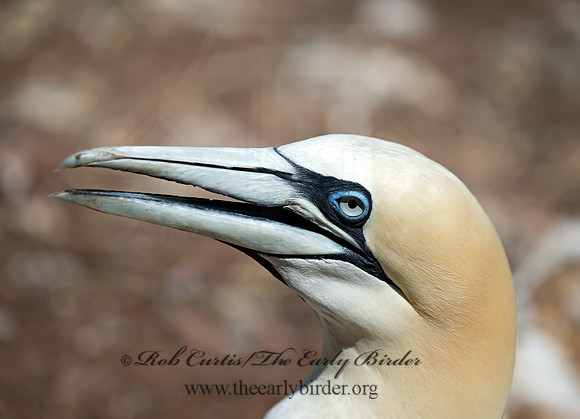Morus bassanus  NORTHERN GANNET 9035151z