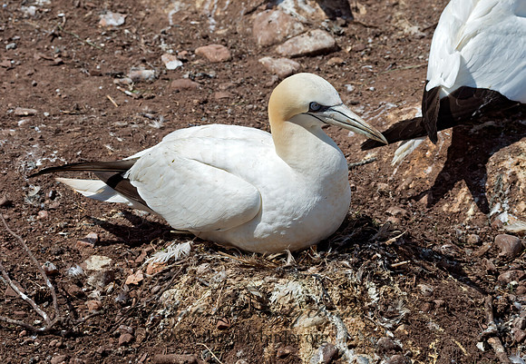 Morus bassanus  NORTHERN GANNET 9035124z