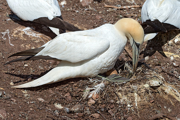 Morus bassanus  NORTHERN GANNET 9035123z