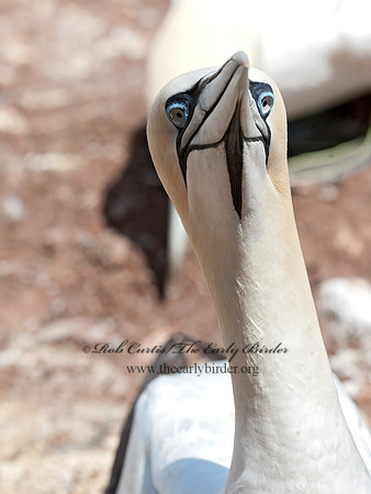 Morus bassanus  NORTHERN GANNET 8034761z