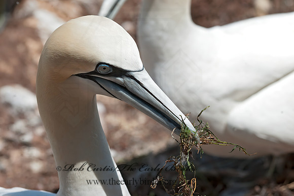 Morus bassanus  NORTHERN GANNET 8034763z