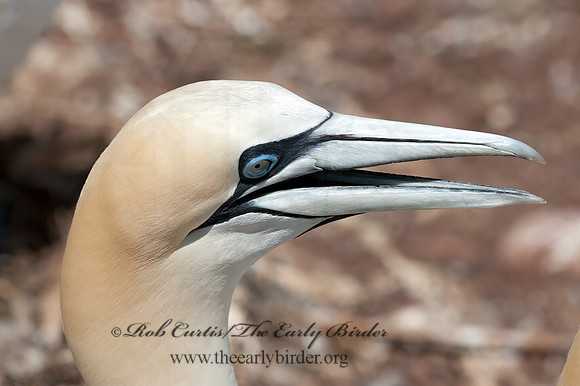 Morus bassanus  NORTHERN GANNET 8034770z