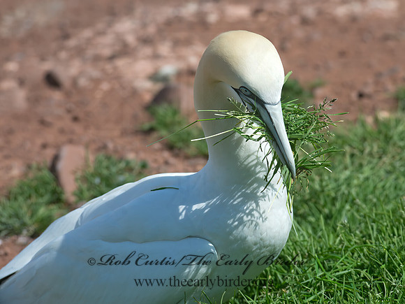 Morus bassanus  NORTHERN GANNET 9035232z