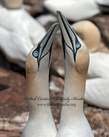 Morus bassanus  NORTHERN GANNET 8034740 8x10z