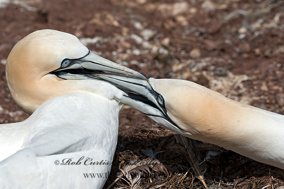 Morus bassanus  NORTHERN GANNET 8034743z