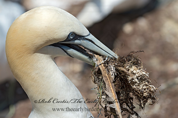 Morus bassanus  NORTHERN GANNET 9035018z