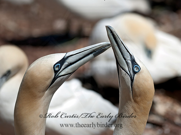 Morus bassanus  NORTHERN GANNET 8034757z