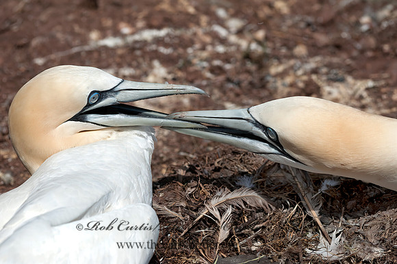 Morus bassanus  NORTHERN GANNET 8034746z