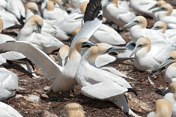 Morus bassanus  NORTHERN GANNET 8034774z