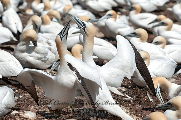 Morus bassanus  NORTHERN GANNET 8034776z