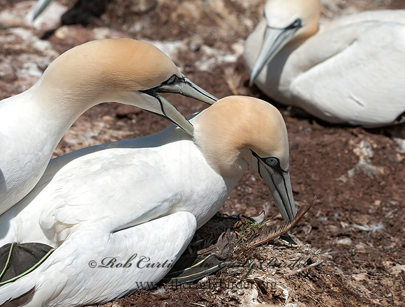 Morus bassanus  NORTHERN GANNET 8034777z