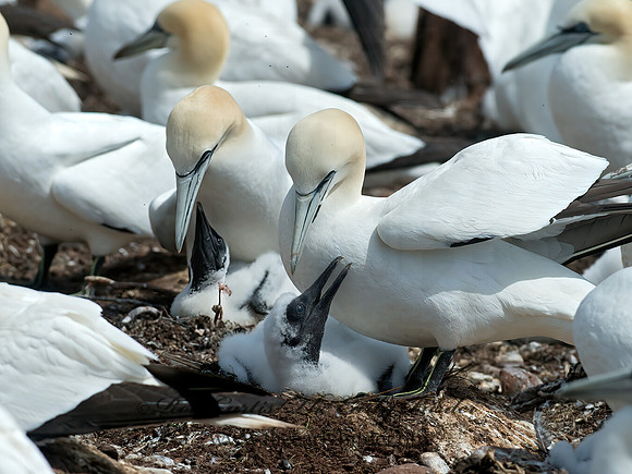 Morus bassanus  NORTHERN GANNET 9034809z