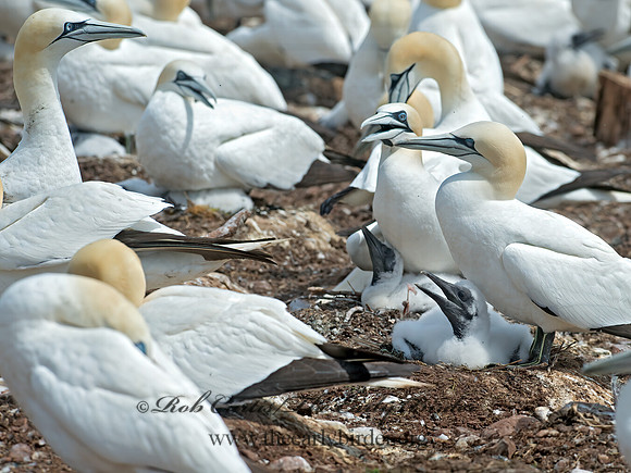 Morus bassanus  NORTHERN GANNET 9034803z