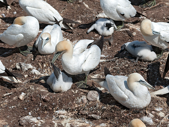 Morus bassanus  NORTHERN GANNET 8034798z