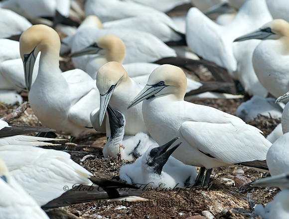 Morus bassanus  NORTHERN GANNET 9034812z