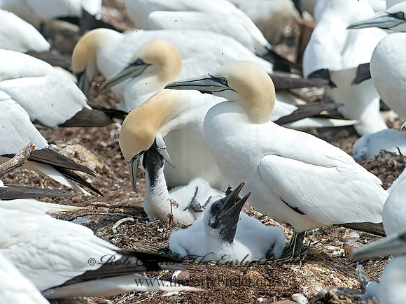Morus bassanus  NORTHERN GANNET 9034817z
