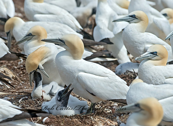 Morus bassanus  NORTHERN GANNET 9034813z