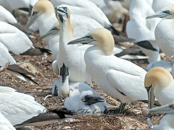 Morus bassanus  NORTHERN GANNET 9034823z