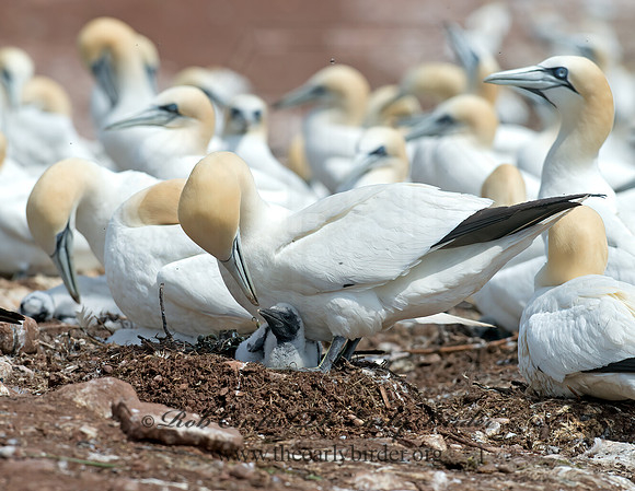 Morus bassanus  NORTHERN GANNET 9034834z