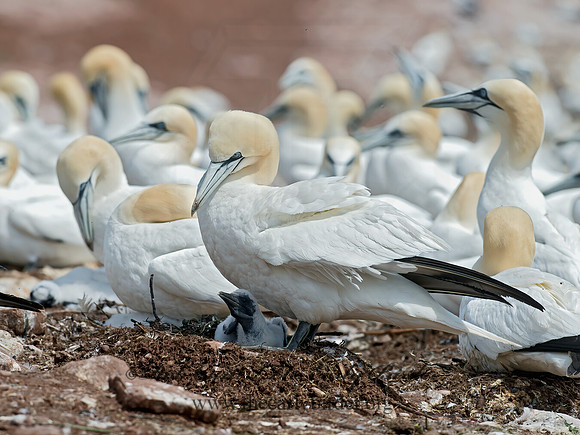 Morus bassanus  NORTHERN GANNET 9034830z