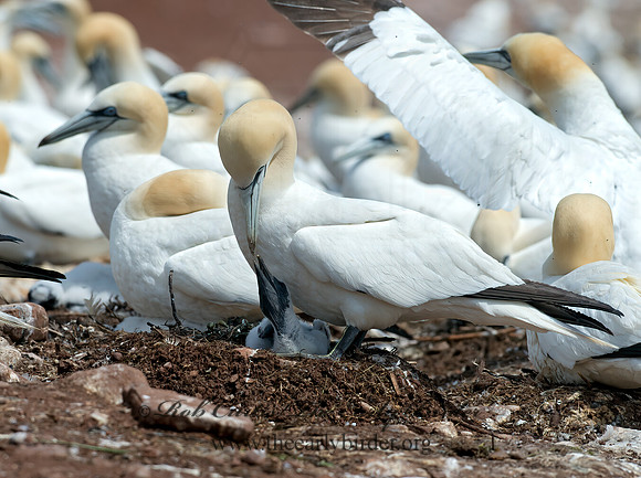 Morus bassanus  NORTHERN GANNET 9034836z