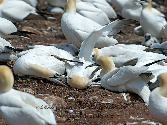 Morus bassanus  NORTHERN GANNET 9034844z