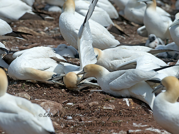Morus bassanus  NORTHERN GANNET 9034845z