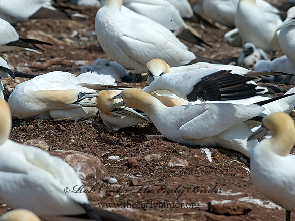 Morus bassanus  NORTHERN GANNET 9034846z