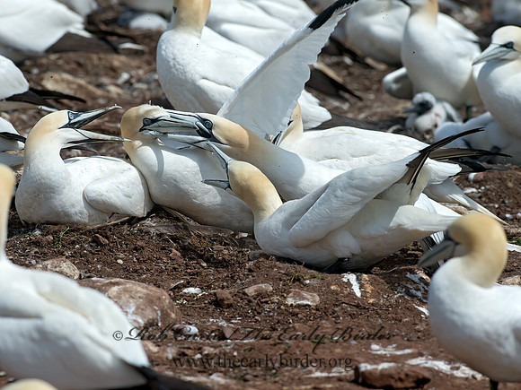Morus bassanus  NORTHERN GANNET 9034847z