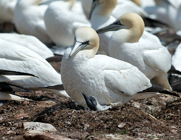 Morus bassanus  NORTHERN GANNET 9034878z