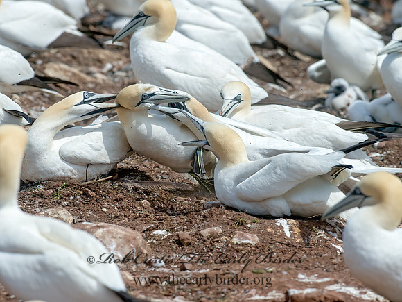 Morus bassanus  NORTHERN GANNET 9034849z