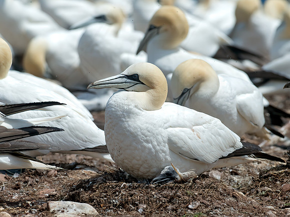 Morus bassanus  NORTHERN GANNET 9034882z