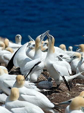 Morus bassanus  NORTHERN GANNET 9034892z