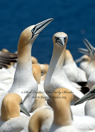 Morus bassanus  NORTHERN GANNET 9034941z